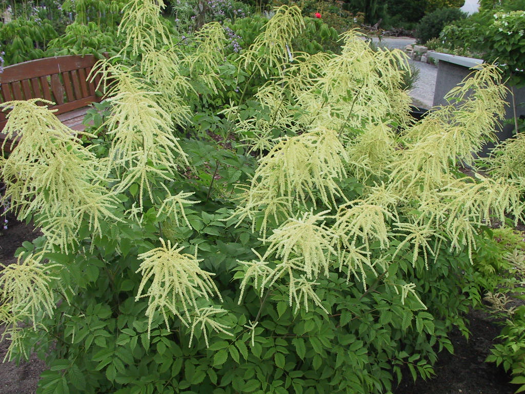 Aruncus dioicus - Blueten nah.jpg